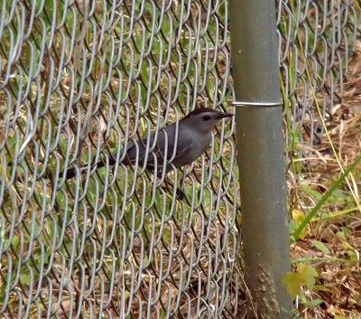 [The grey bird stands within the links of the chain-link fence. It has a dark cap across the top of its head.]